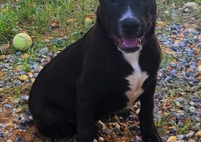 Meet Neptune! HSEC Pet of the Week is Playful, but not Hyper; Loves Treats!