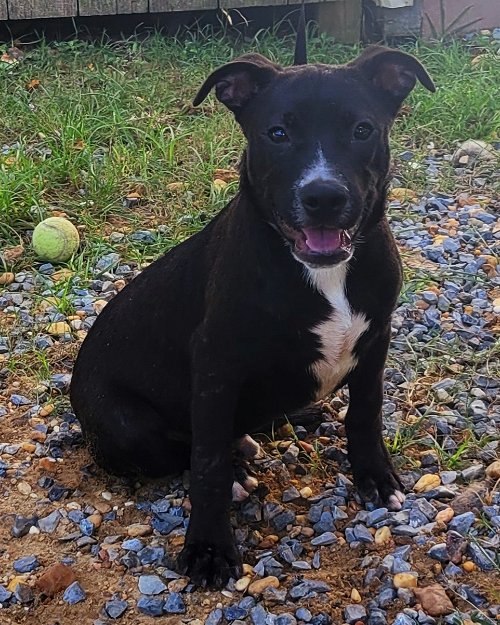 Meet Neptune! HSEC Pet of the Week is Playful, but not Hyper; Loves Treats!