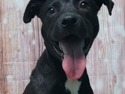 Meet Diesel! He is HSEC’s Pet of the Week