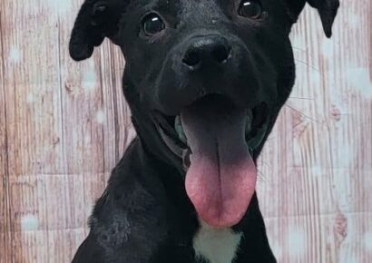 Meet Diesel! He is HSEC’s Pet of the Week