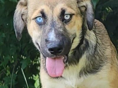 HSEC ‘New’Pet of the Week: Meet Isabelle! Check out her beautiful eyes!