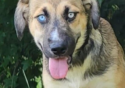 HSEC ‘New’Pet of the Week: Meet Isabelle! Check out her beautiful eyes!