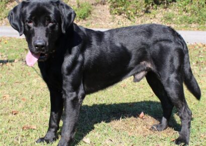 <strong>Meet Jack! He is the PAHS Pet of the Week</strong>