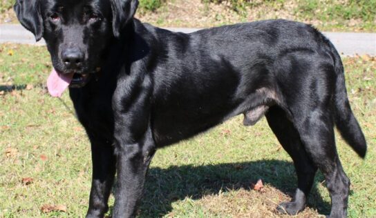 <strong>Meet Jack! He is the PAHS Pet of the Week</strong>