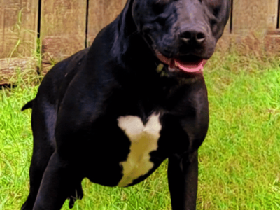 HSEC Pet of the Week is Madame! Super Friendly, Playful and Good with other Dogs