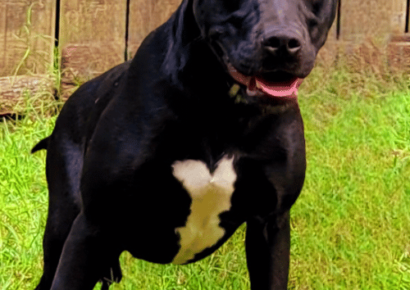 HSEC Pet of the Week is Madame! Super Friendly, Playful and Good with other Dogs