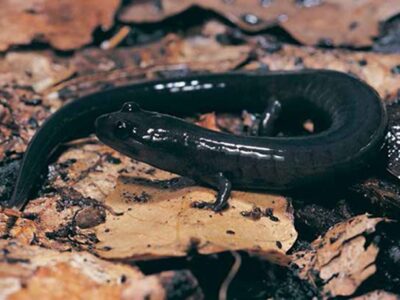 Red Hills Salamander Habitat and Access to Outdoor Recreation to Expand in South Alabama