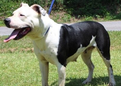 <strong>Meet Sadie! PAHS Pet of the Week is high energy and needs a Securely Fenced Yard to Play Safely</strong>