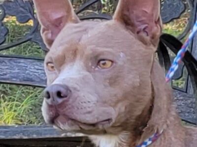 <strong>HSEC Pet of the Week is Turkey! Her Funny Bark gave her the Nickname; Sweet and Petite</strong>