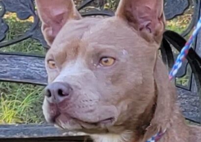 <strong>HSEC Pet of the Week is Turkey! Her Funny Bark gave her the Nickname; Sweet and Petite</strong>