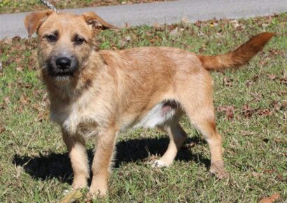 PAHS Pet of the Week is Odin! Precious with a Wiry Coat, he is a Loving Little Guy