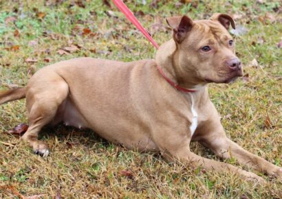 PAHS Pet of the Week: Nala is good with Other Dogs and Children and very Sweet