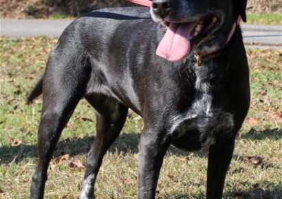 Pet of the Week for Autauga County