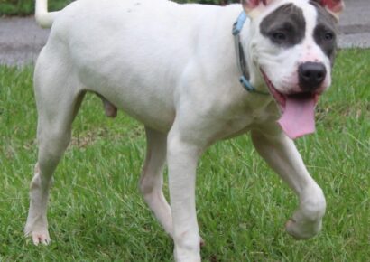 <strong>PAHS Pet of the Week is Asher! Handsome Fellow with Lots of Energy</strong>