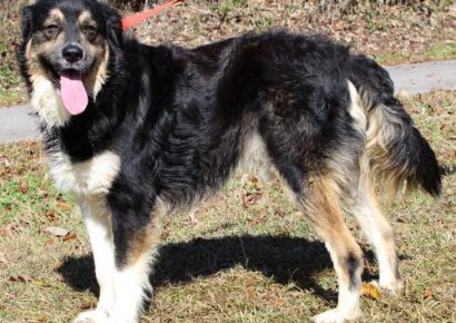 <strong>PAHS Pet of the Week: Meet Bolt! He is Well-Behaved and Very Sweet</strong>