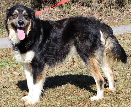 how to cut a english shepherd