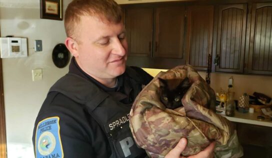Frozen to a storm drain grate, Kitten in Millbrook rescued by First Responders this morning