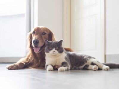 Tips for New Pet Owners