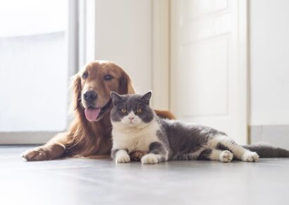 Tips for New Pet Owners