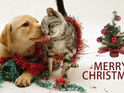 With Brutal, Cold Temperatures coming this Week Remember to take Care of Your Pets