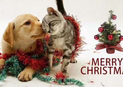 With Brutal, Cold Temperatures coming this Week Remember to take Care of Your Pets