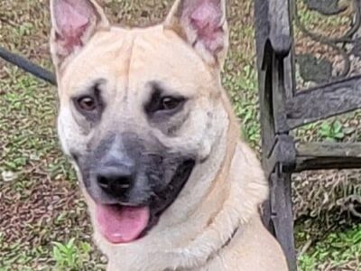<strong>HSEC Pet of the Week is Ember: Female Shepherd Mix Heals after Collar Embedded, Ready for New, Loving Family</strong>