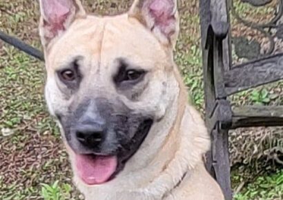 <strong>HSEC Pet of the Week is Ember: Female Shepherd Mix Heals after Collar Embedded, Ready for New, Loving Family</strong>