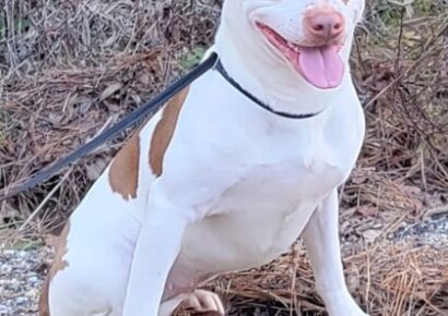 HSEC Pet of the Week is Sadie! Good with Dogs, Cats and Children