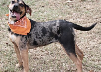 HSEC Pet of the Week is Mia! She is a Very Playful and Happy Girl and waiting for a new Family