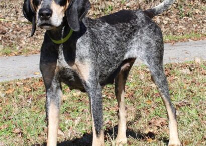 PAHS Pet of the Week is Taylor Smith! Sweet Girl who Walks Well on a Leash