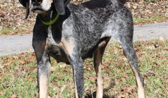 PAHS Pet of the Week is Taylor Smith! Sweet Girl who Walks Well on a Leash