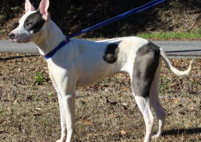 <strong>PAHS Pet of the Week: Meet Ashley! Beautiful girl, friendly and sweet</strong>