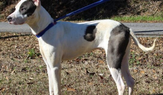 <strong>PAHS Pet of the Week: Meet Ashley! Beautiful girl, friendly and sweet</strong>