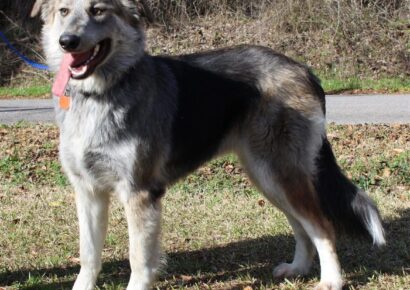 B.J. is PAHS Pet of the Week: With a High Energy Level, she would be best with an Active Adopter for Outdoor Adventures