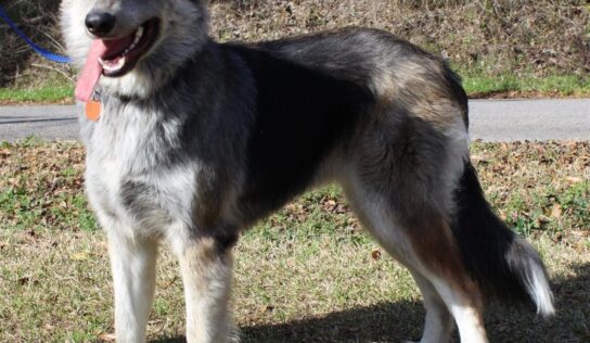 B.J. is PAHS Pet of the Week: With a High Energy Level, she would be best with an Active Adopter for Outdoor Adventures