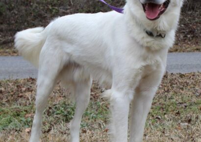 <strong>PAHS Pet of the Week: Bruce is a Great Pyrenees that is Leash-Trained and Knows Commands</strong>