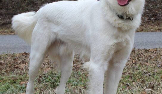 <strong>PAHS Pet of the Week: Bruce is a Great Pyrenees that is Leash-Trained and Knows Commands</strong>