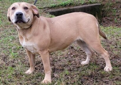 <strong>HSEC Pet of the Week is Delilah; Super Sweet Chunk, she Loves Everyone</strong>