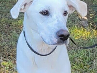 HSEC Pet of the Week is Doc; Recovered from Injury, he is Great with Other Dogs