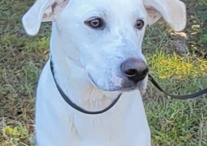 HSEC Pet of the Week is Doc; Recovered from Injury, he is Great with Other Dogs