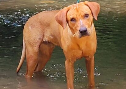 HSEC Pet of the Week: Melvin has been waiting for Home since May 2022