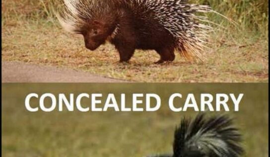 Alabama Concealed Carry Law Changes/Update: What you Need to Know