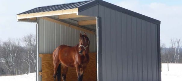 <strong>HSEC News: Consider Horses and their Care during Cold Weather</strong>