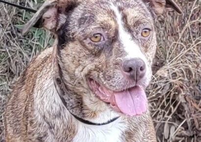 HSEC Pet of the Week: Meet Starr! High Energy, Loves to Cuddle