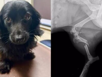 Donations Sought for Surgery for injured dog ‘Tulip’; Her owner Passed away in Tornado