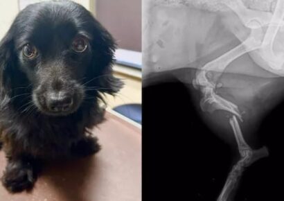 Donations Sought for Surgery for injured dog ‘Tulip’; Her owner Passed away in Tornado
