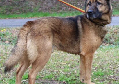 Meet Maxwell, PAHS’s Pet for this Week! A Perfect Gentleman