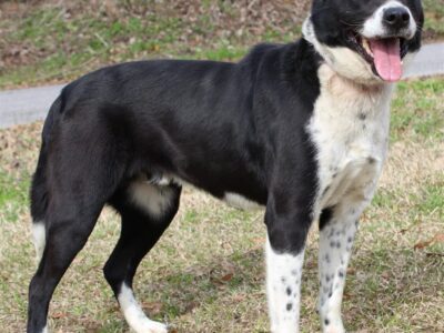 <strong>Bandit is Waiting for his new family at PAHS!</strong>