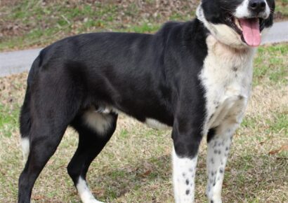 <strong>Bandit is Waiting for his new family at PAHS!</strong>