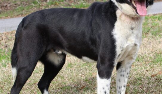 <strong>Bandit is Waiting for his new family at PAHS!</strong>